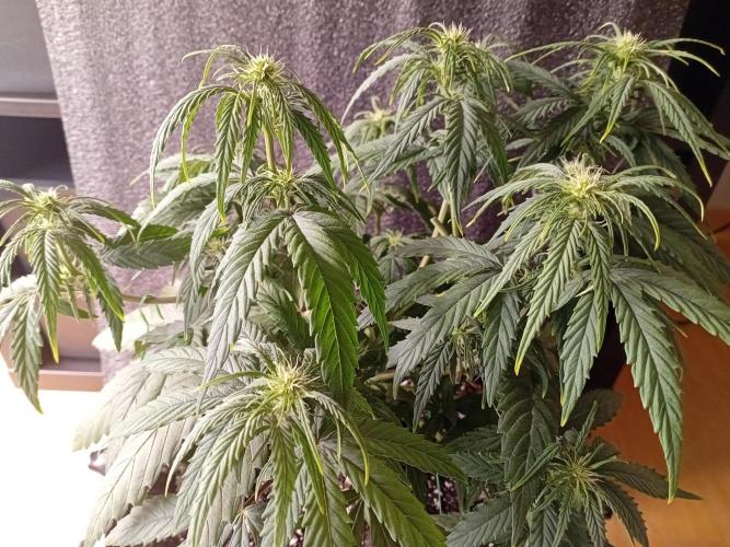 Behind the OrionF1. Week 4