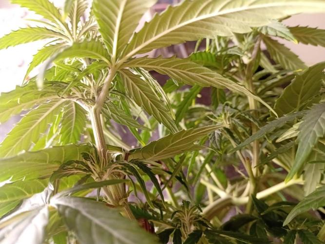 Behind the OrionF1. Week 4