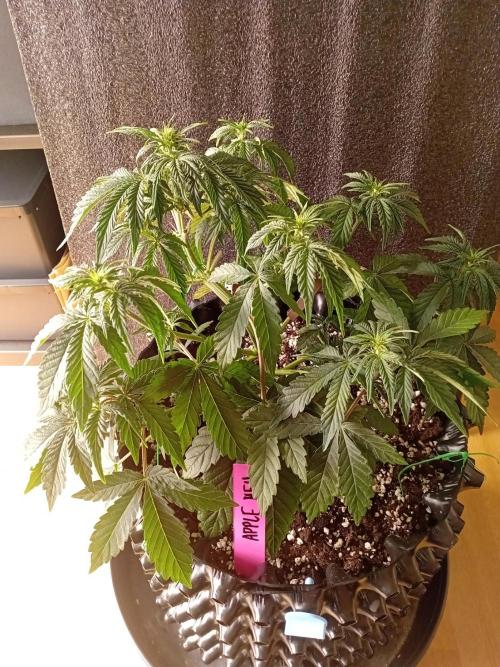 Replace me if you can. Week 4