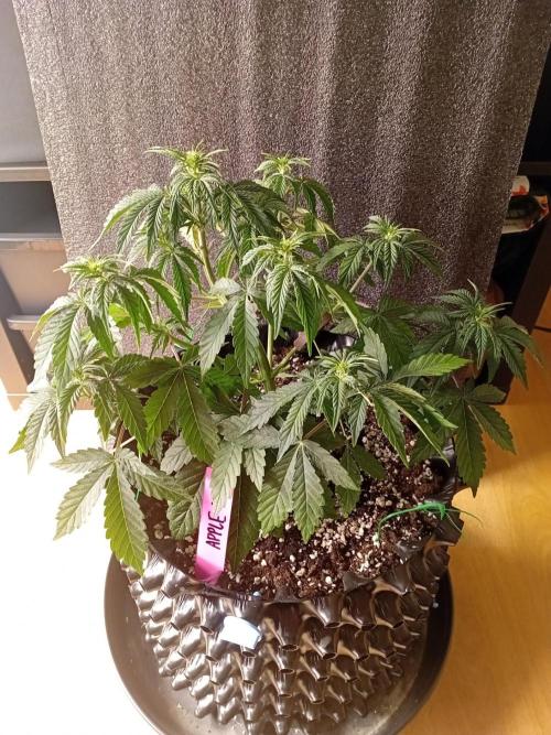 Replace me if you can. Week 4