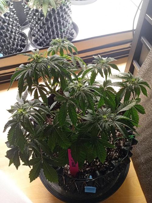 Replace me if you can. Week 4