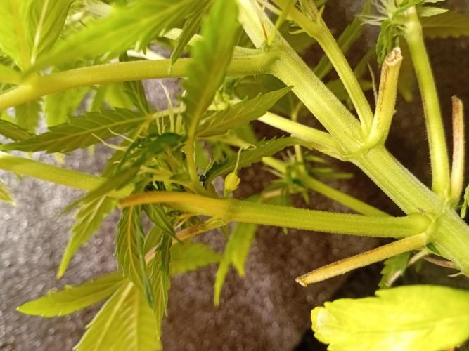 Shady indoor garden 🔥. Week 6 - Male?