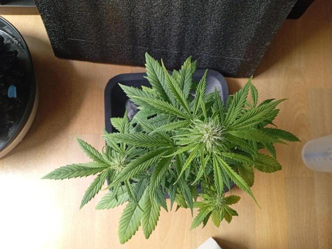 Shady indoor garden 🔥. Week 6 - Corkscrew