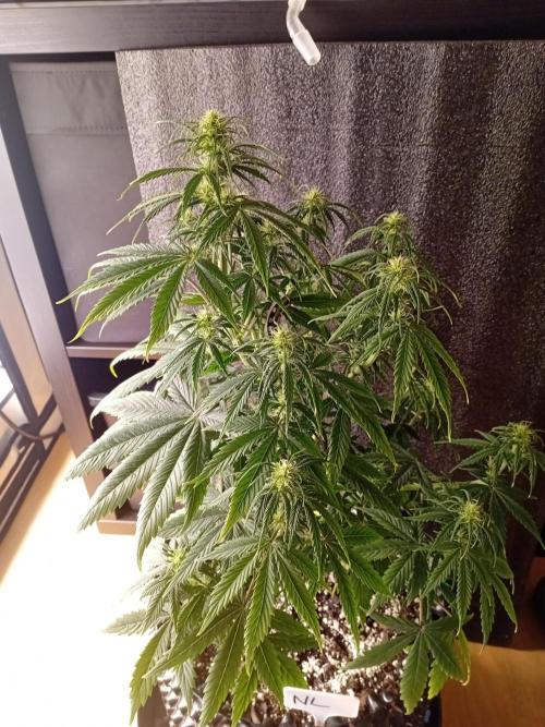 Shady indoor garden 🔥. Week 6 - NL