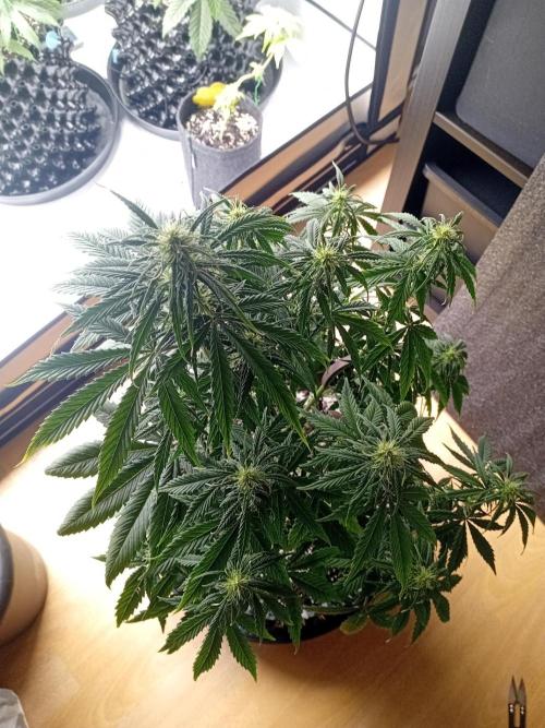 Shady indoor garden 🔥. Week 6 - NL