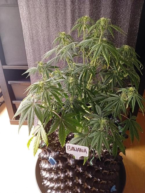 Shady indoor garden 🔥. Week 6 - Banana