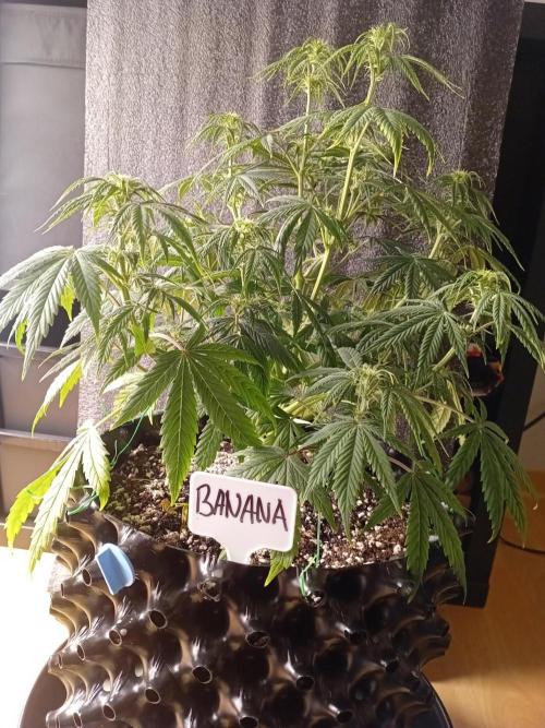 Shady indoor garden 🔥. Week 6 - Banana