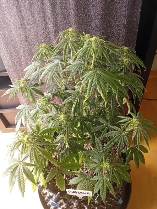 Shady indoor garden 🔥. Week 6 - Banana