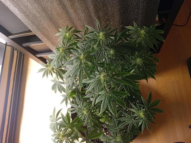 Shady indoor garden 🔥. Week 6