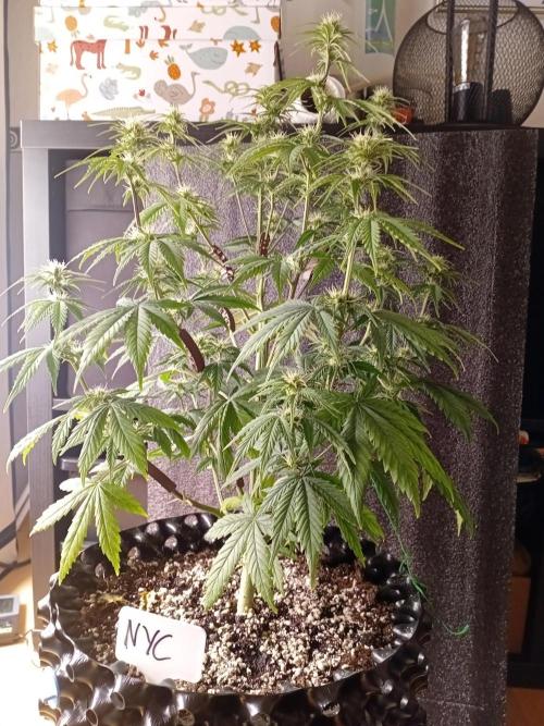 Shady indoor garden 🔥. Week 6 - NYC