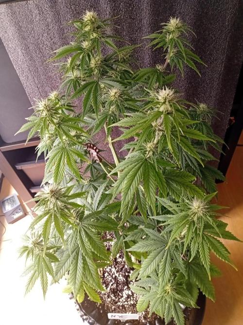 Shady indoor garden 🔥. Week 6 - NYC