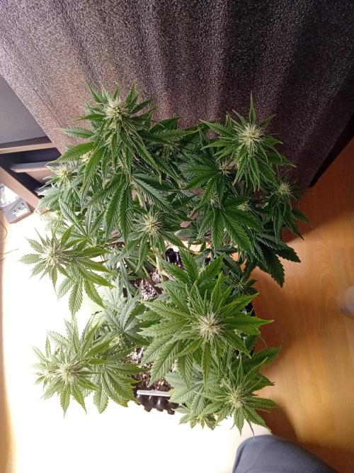 Shady indoor garden 🔥. Week 6 - NYC