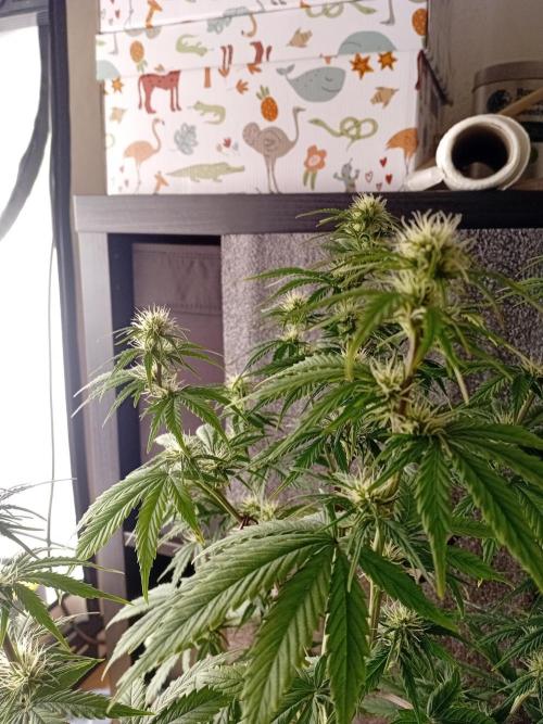 Shady indoor garden 🔥. Week 6 - NYC