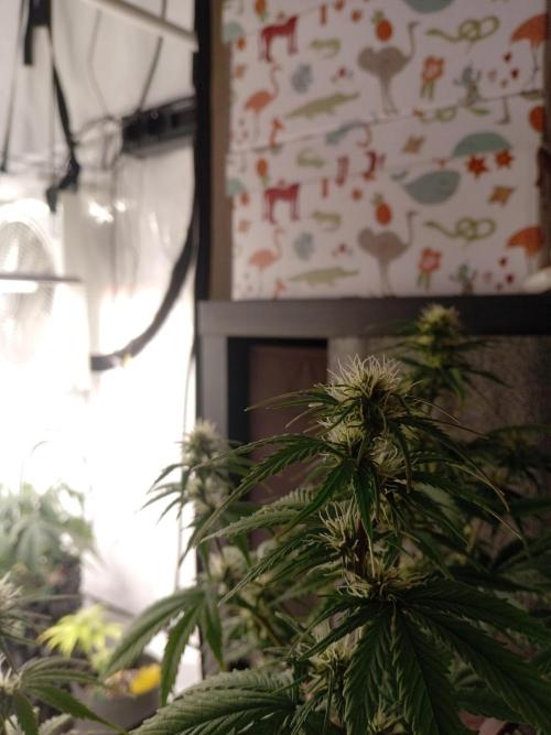 Shady indoor garden 🔥. Week 6 - NYC