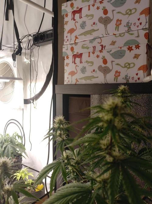 Shady indoor garden 🔥. Week 6 - NYC
Apple/Back