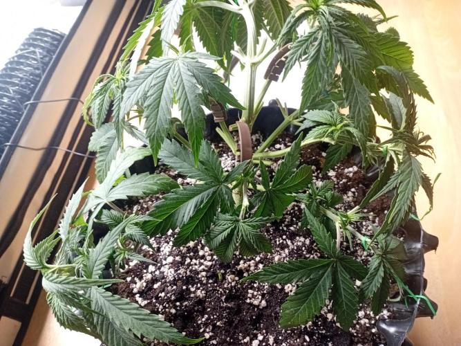 Strength and Medical Mass. Week 4