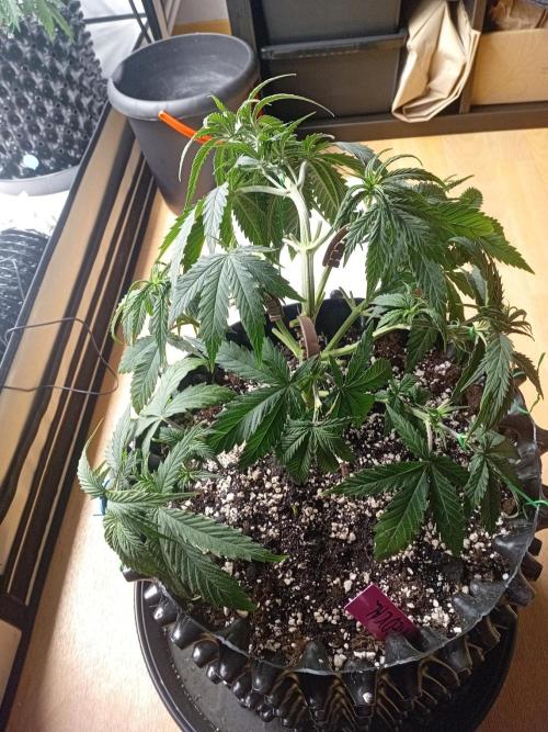 Strength and Medical Mass. Week 4