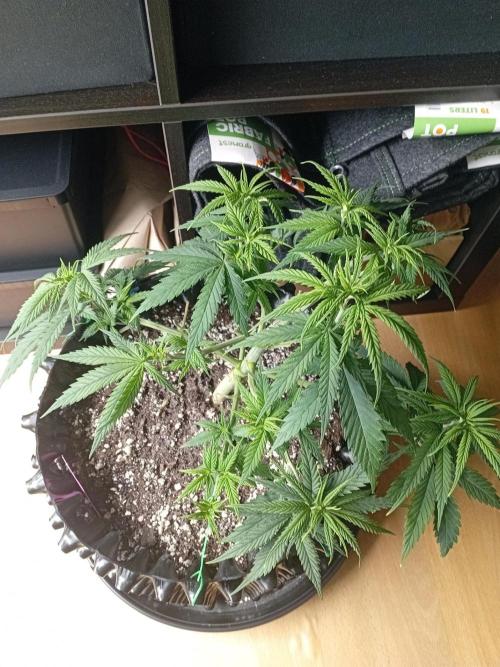 Strength and Medical Mass. Week 5