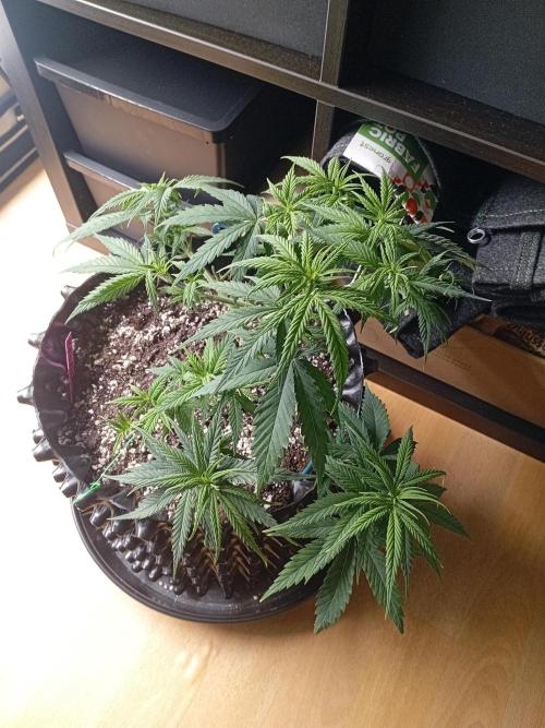 Strength and Medical Mass. Week 5