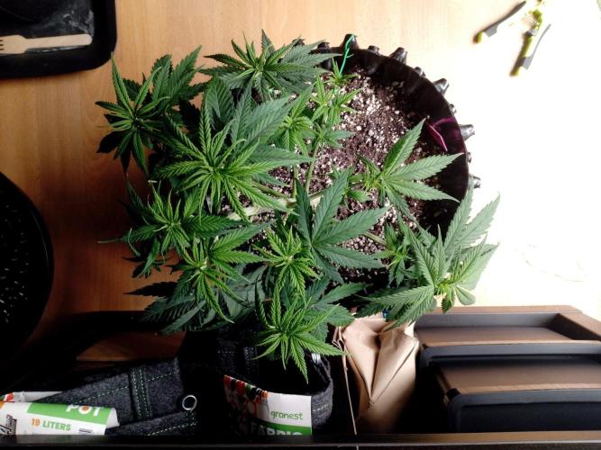 Strength and Medical Mass. Week 5