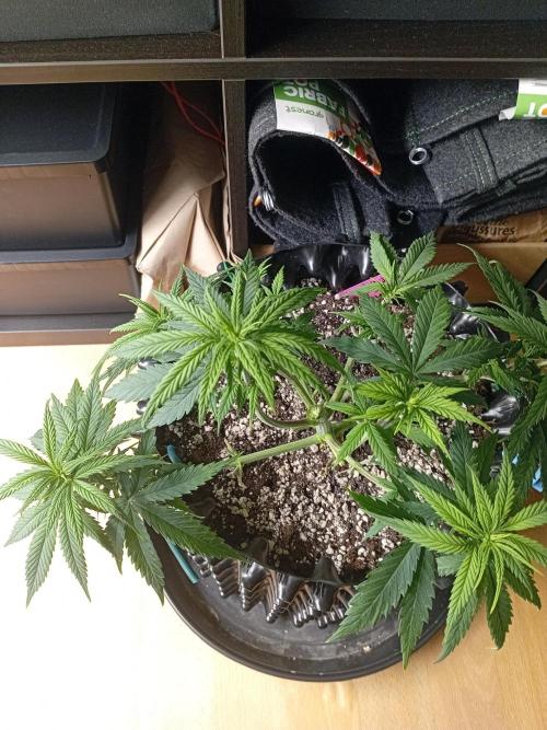 Strength and Medical Mass. Week 5