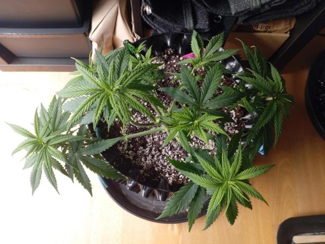 Strength and Medical Mass. Week 5