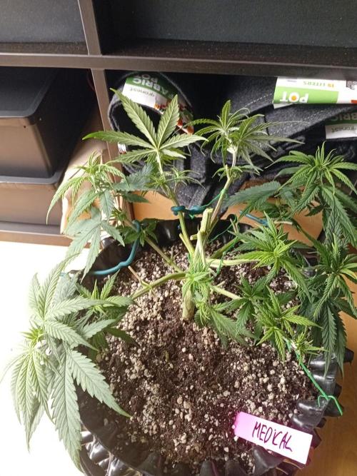 Strength and Medical Mass. Week 5