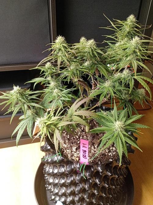 Behind the OrionF1. Week 5