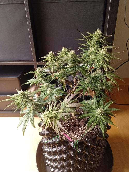 Behind the OrionF1. Week 5