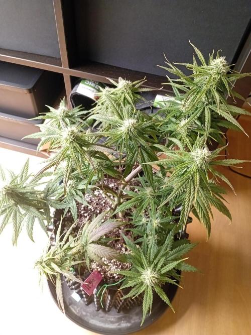 Behind the OrionF1. Week 5