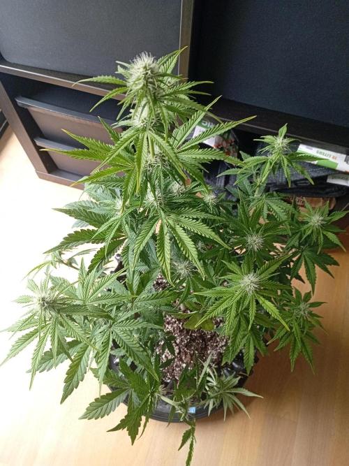 Replace me if you can. Week 5