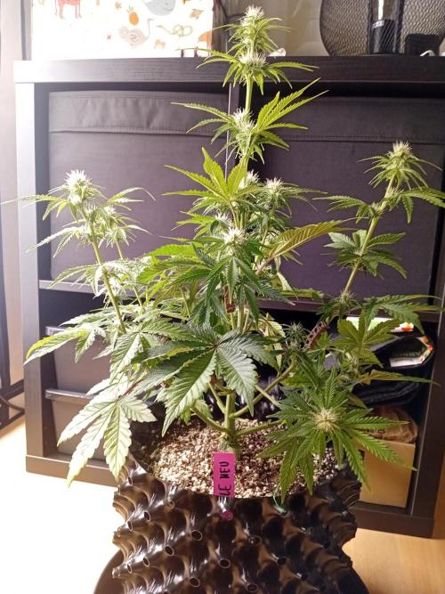 Replace me if you can. Week 5