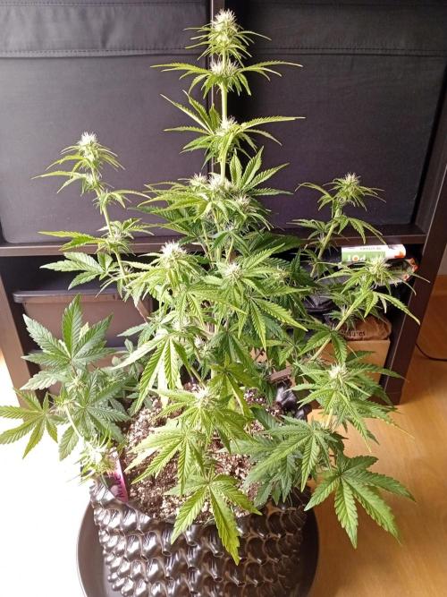 Replace me if you can. Week 5