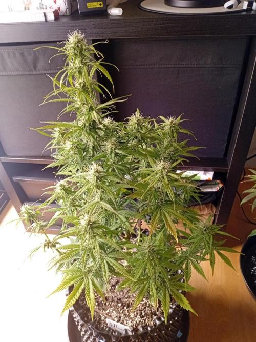 Shady indoor garden 🔥. Week 7 - NL