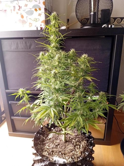 Shady indoor garden 🔥. Week 7 - NL