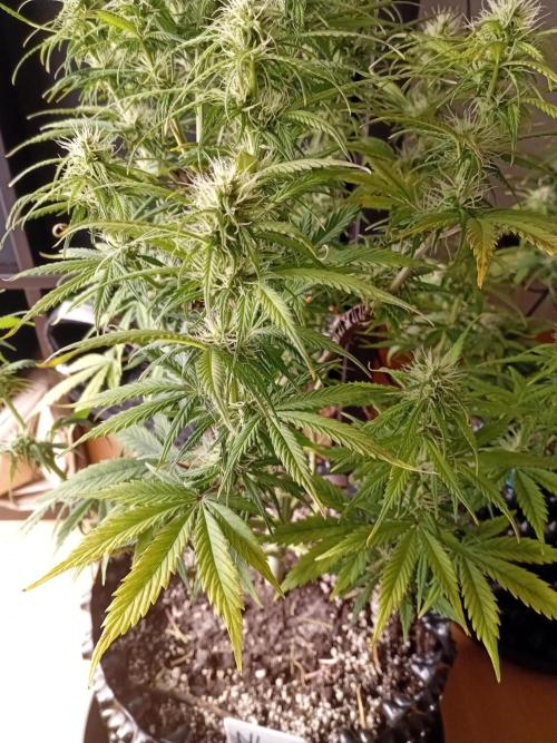 Shady indoor garden 🔥. Week 7 - NL
