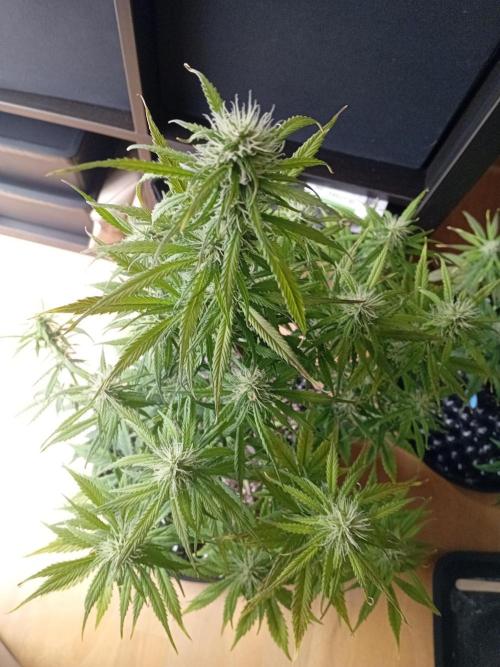 Shady indoor garden 🔥. Week 7 - NL