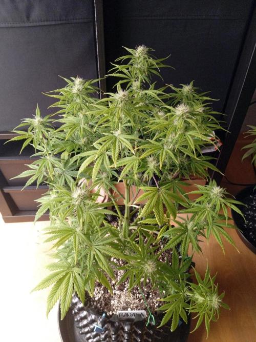 Shady indoor garden 🔥. Week 7 - Banana