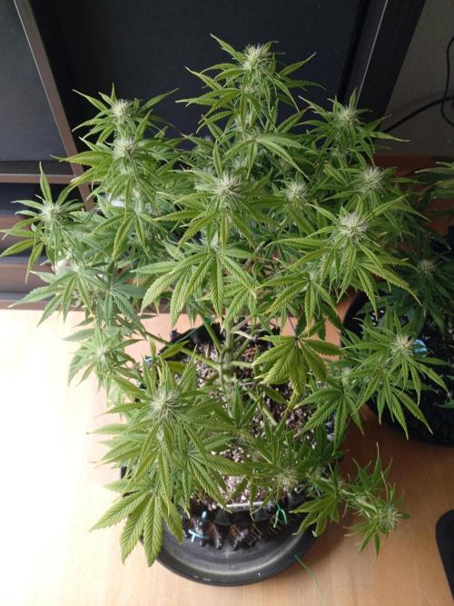 Shady indoor garden 🔥. Week 7 - Banana