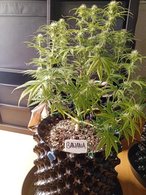Shady indoor garden 🔥. Week 7 - Banana