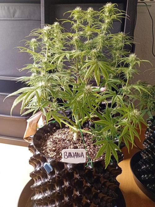 Shady indoor garden 🔥. Week 7 - Banana