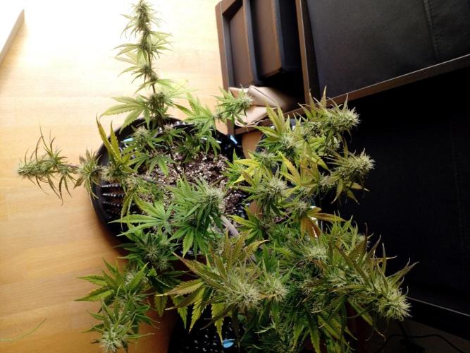 Shady indoor garden 🔥. Week 7 - NYC