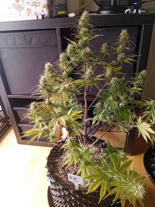 Shady indoor garden 🔥. Week 7 - NYC