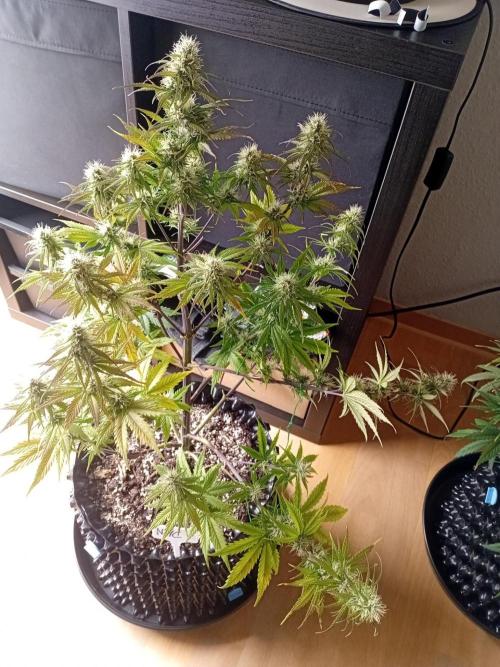 Shady indoor garden 🔥. Week 7 - NYC