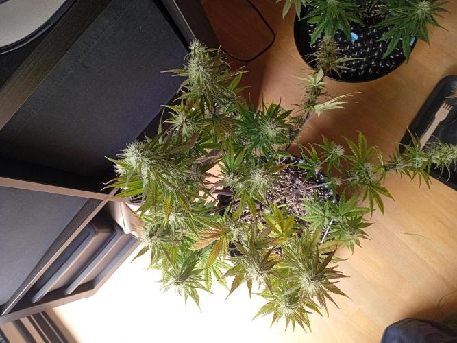 Shady indoor garden 🔥. Week 7 - NYC