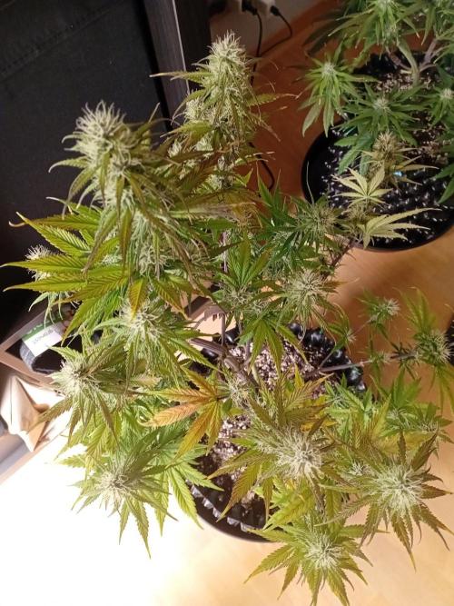 Shady indoor garden 🔥. Week 7 - NYC