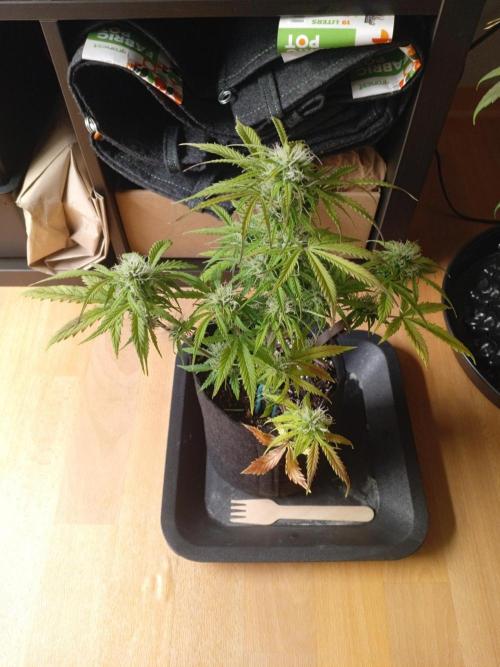 Shady indoor garden 🔥. Week 7 - Corkscrew