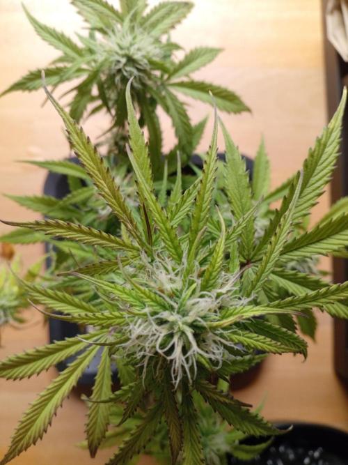 Shady indoor garden 🔥. Week 7 - Corkscrew