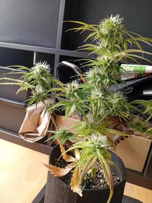 Shady indoor garden 🔥. Week 7 - Corkscrew