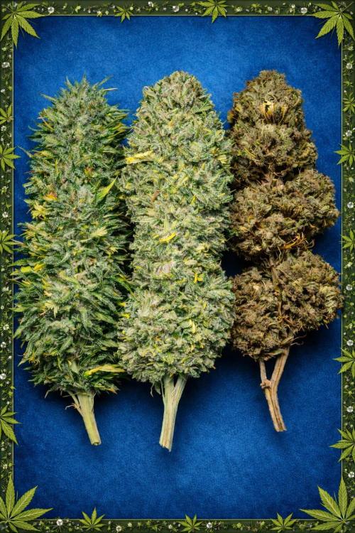 Royal Queen Seeds - Apollo F1 door Kushycat